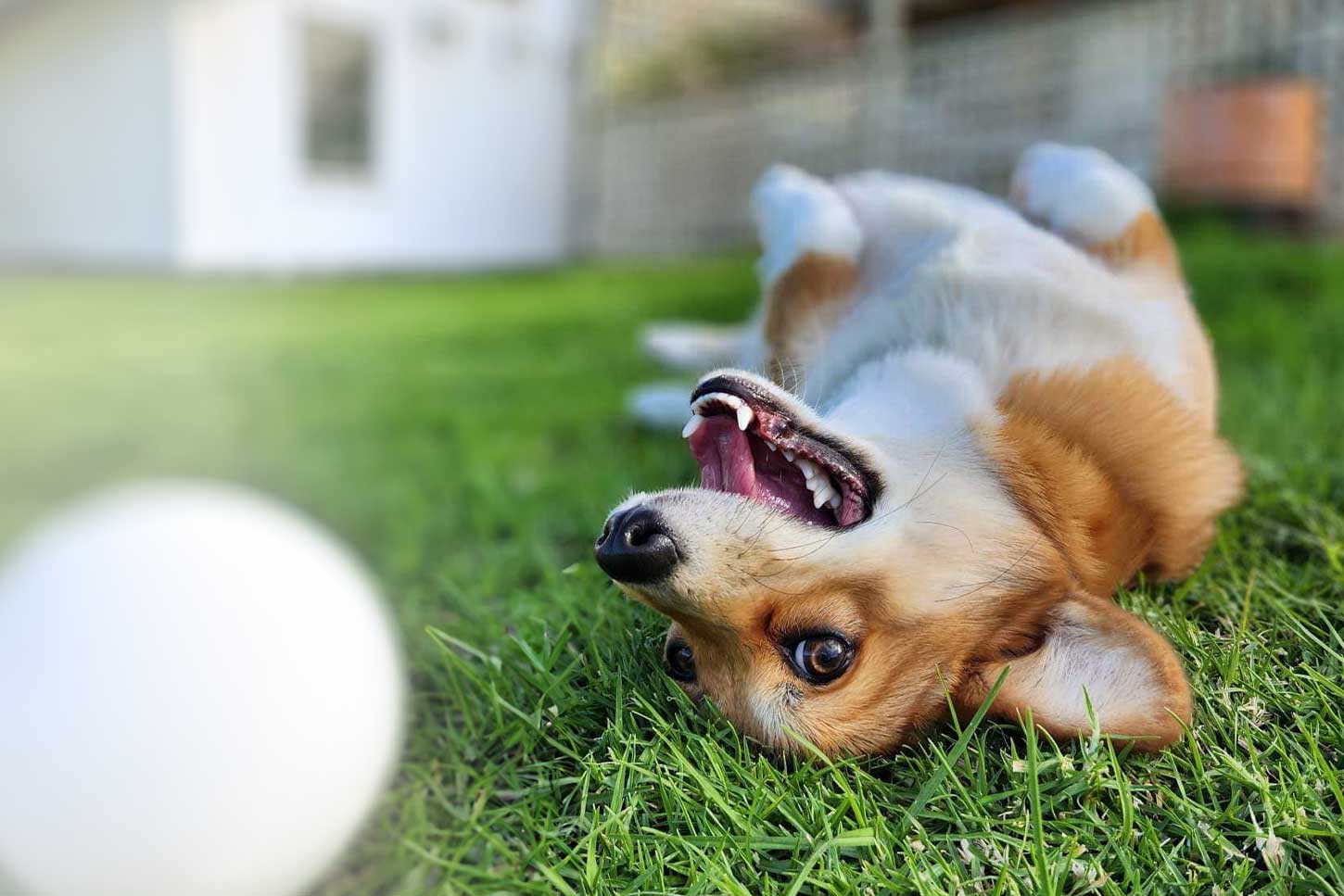 Little Sammi Welsh Pembroke Corgi